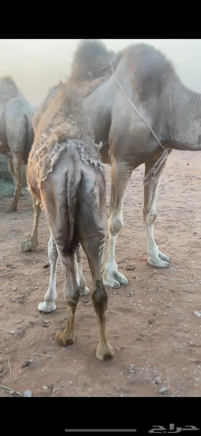 قعدان سمان قصب 1