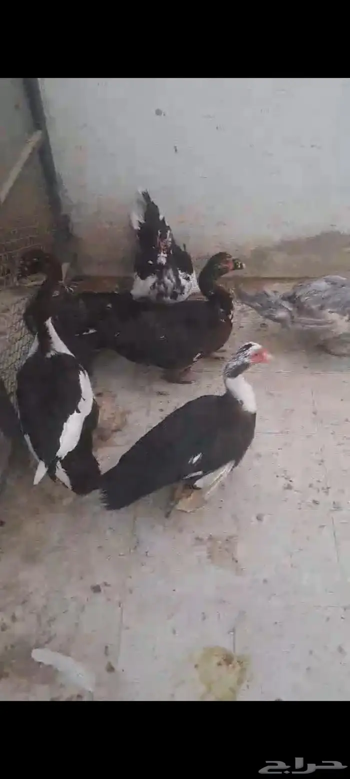 بط وديوك 2