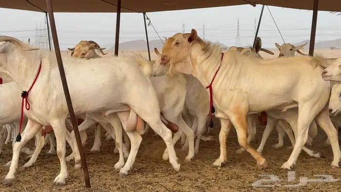 معزا بيشيات برص صنف الصنف 7
