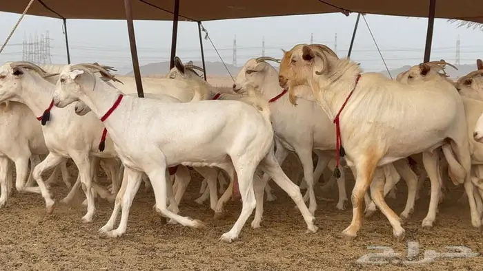 معزا بيشيات برص صنف الصنف 28