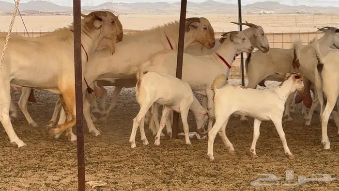 معزا بيشيات برص صنف الصنف 21