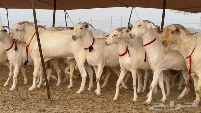 معزا بيشيات برص صنف الصنف 11