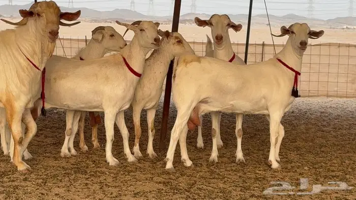 معزا بيشيات برص صنف الصنف 1
