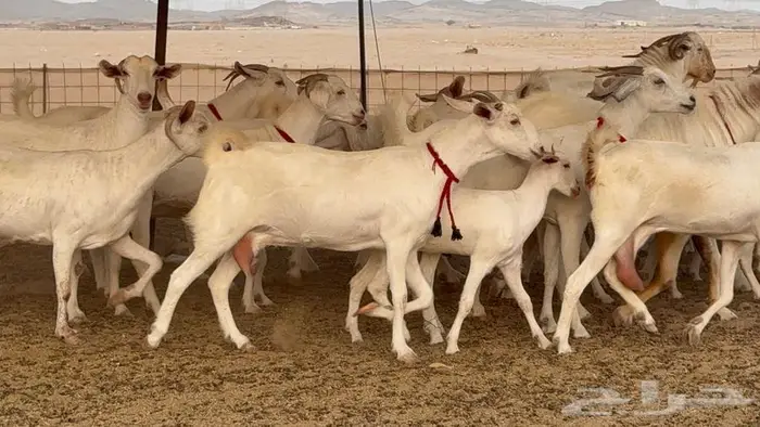 معزا بيشيات برص صنف الصنف 26