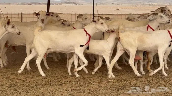 معزا بيشيات برص صنف الصنف 24