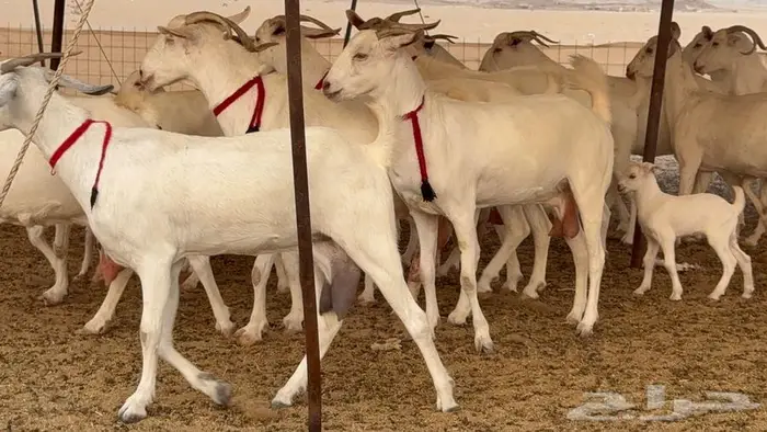 معزا بيشيات برص صنف الصنف 20