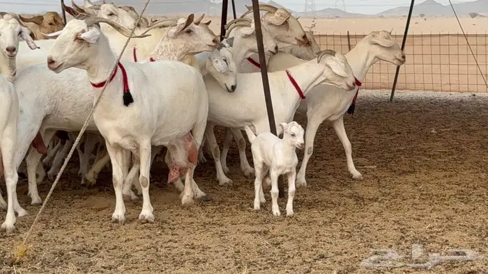معزا بيشيات برص صنف الصنف 22