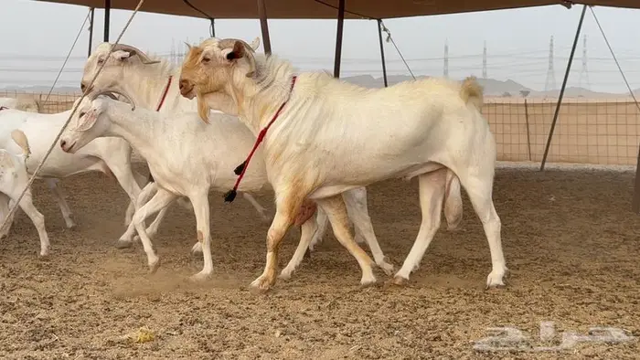 معزا بيشيات برص صنف الصنف 18