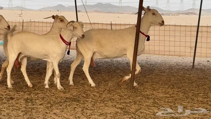 معزا بيشيات برص صنف الصنف 9