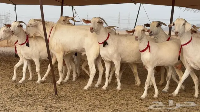 معزا بيشيات برص صنف الصنف 12