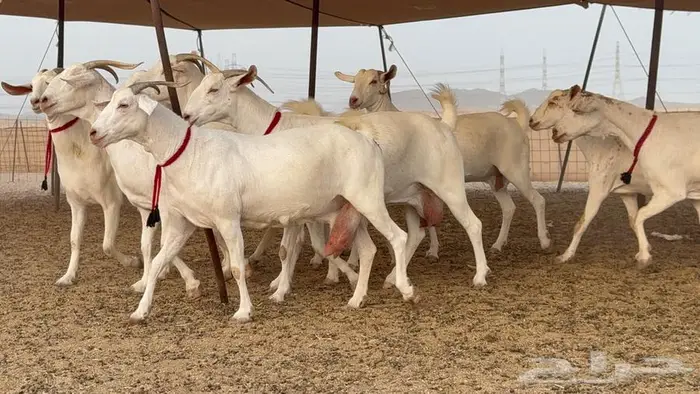 معزا بيشيات برص صنف الصنف 15