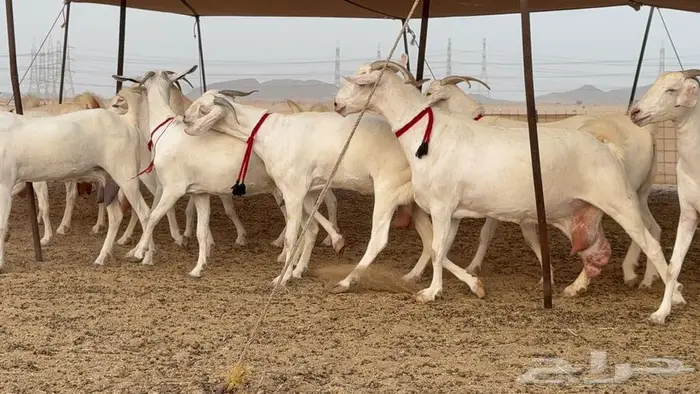معزا بيشيات برص صنف الصنف 19