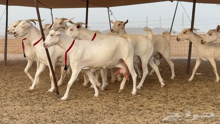 معزا بيشيات برص صنف الصنف 14