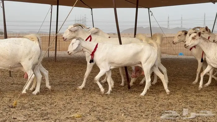 معزا بيشيات برص صنف الصنف 17