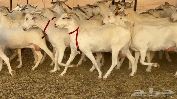 معزا بيشيات برص صنف الصنف 8