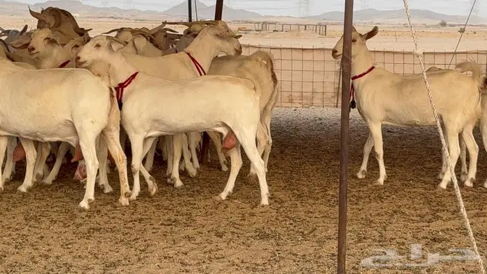 معزا بيشيات برص صنف الصنف 32