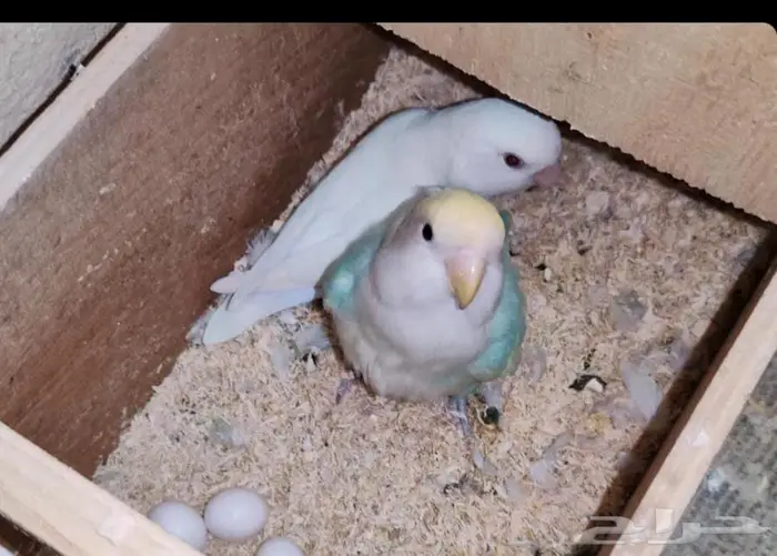 جوز روز منتج 0