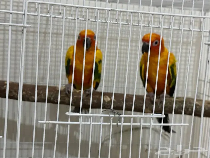زوج صن كنيور 5