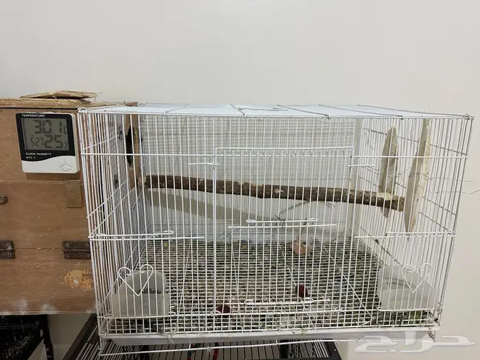 زوج صن كنيور 3