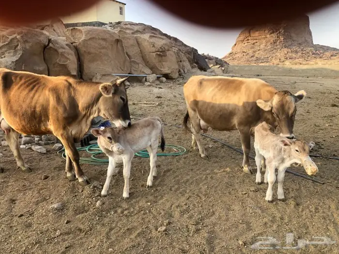 مشروع ابقار للبيع سلالة طيبة 3