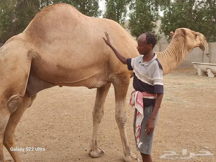 بعير للبيع 1