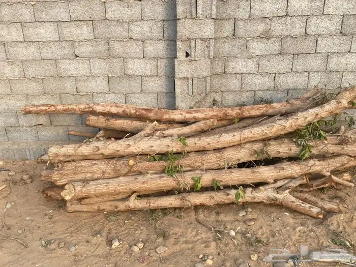 قوعد بزرومي 0