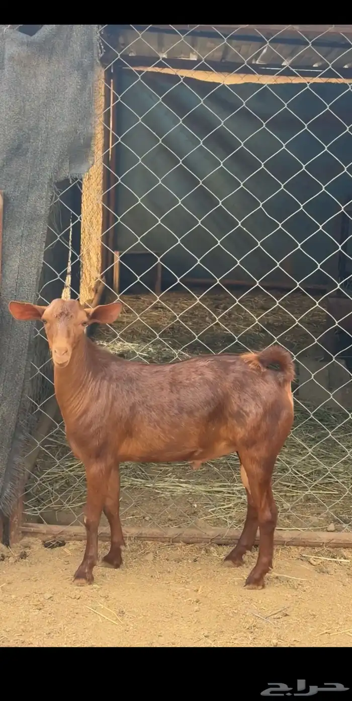 مشروع فحل ادهم اجم 2