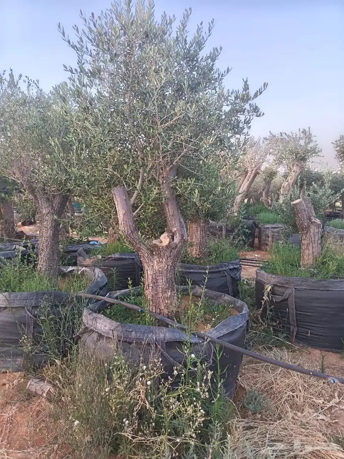 اشجار زيتون 2