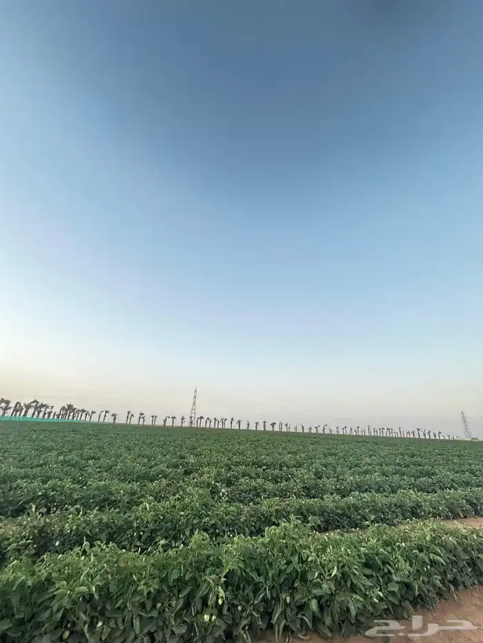 مشروع زراعي للاستثمار 4 ابراج ومزارع للايجار 500 دنم 1