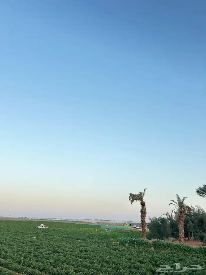 مشروع زراعي للاستثمار 4 ابراج ومزارع للايجار 500 دنم 8