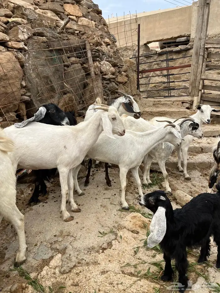 معزاء مقاني 8