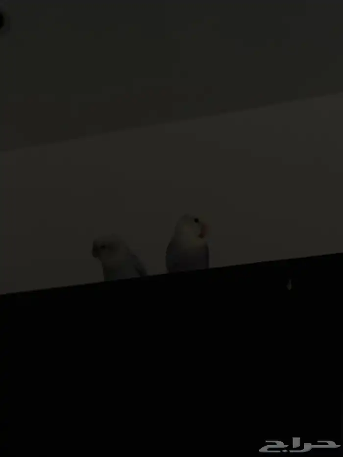 للبيع  جوز روز إنتاج 1