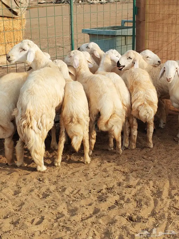 طليان حرى للبيع نظيفة الموقع القضيمه طريق جده ينبع شمال ثول 1