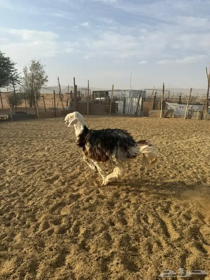 مشروع فحل نجدي غير مشروط 5