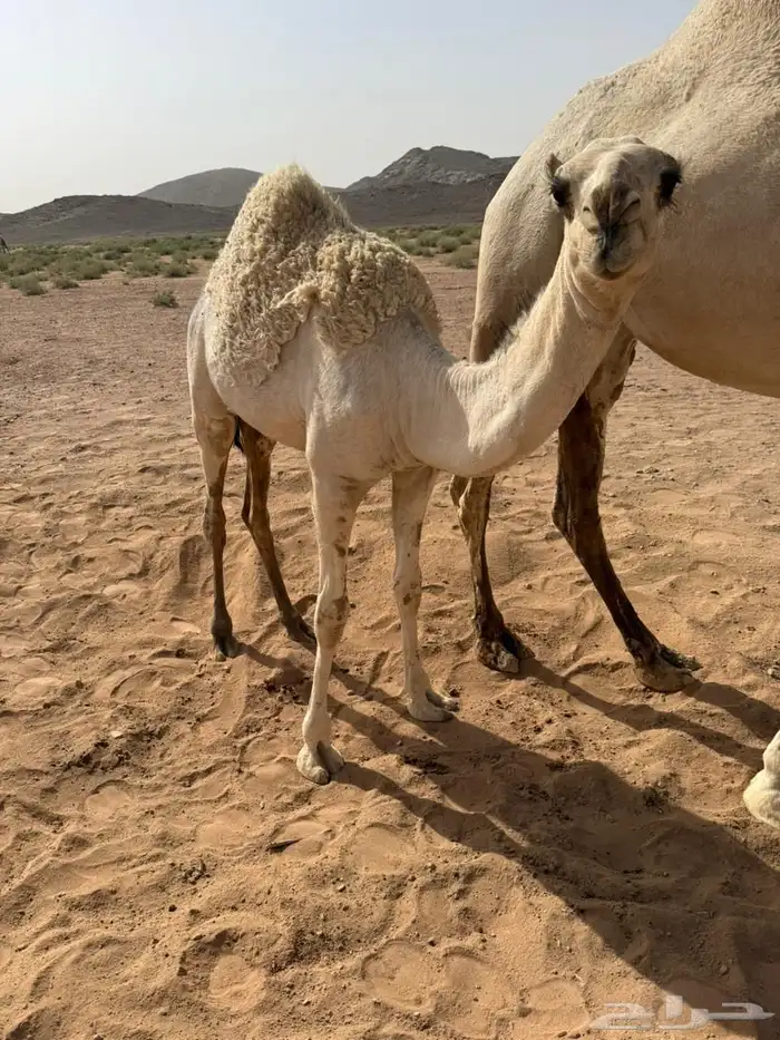 بكره العمر 7 شهور على جميع الشروط 1