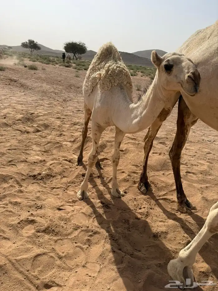 بكره العمر 7 شهور على جميع الشروط 0