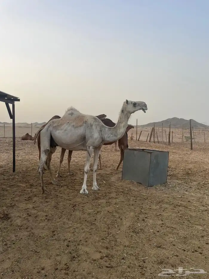 نياق للبيع 2