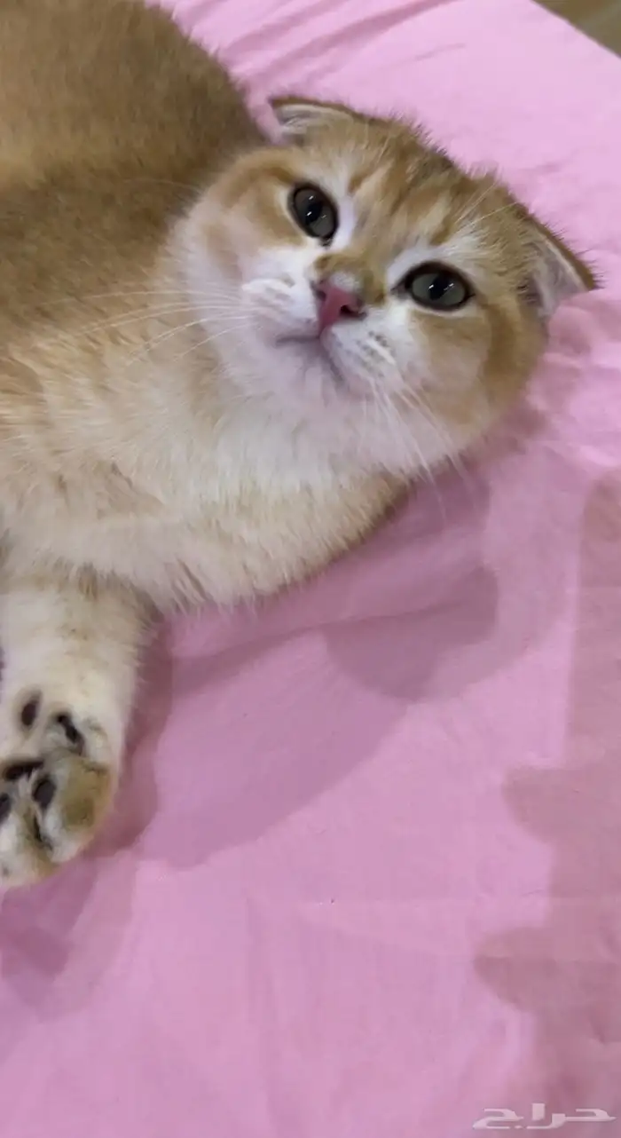 ذكر سكوتش دبل فولد من أهالي مسجلة بيور 2