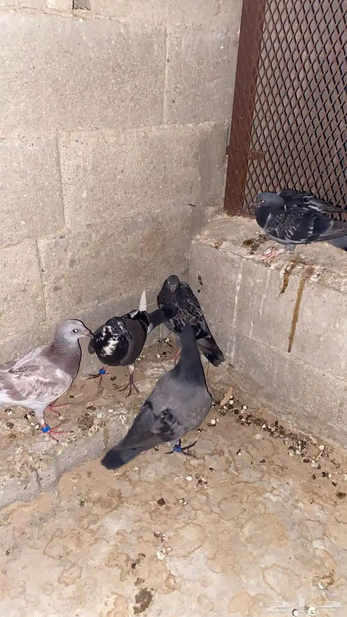 حمام زاجل 2