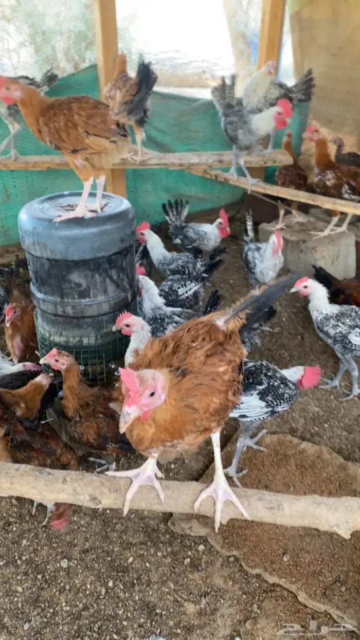ديوك شبابي وتركي العمر 5 ونص 3