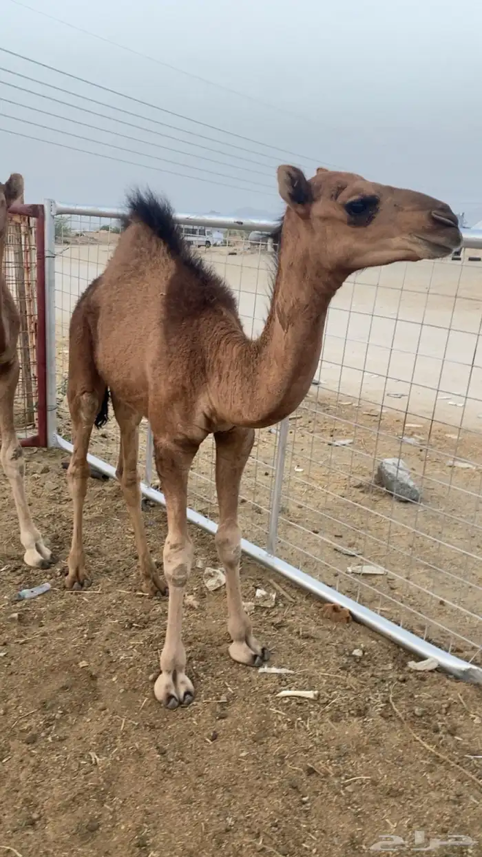 قعود لباني 0