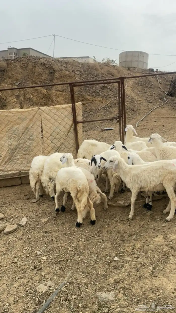 رخال حريات وطليان 3