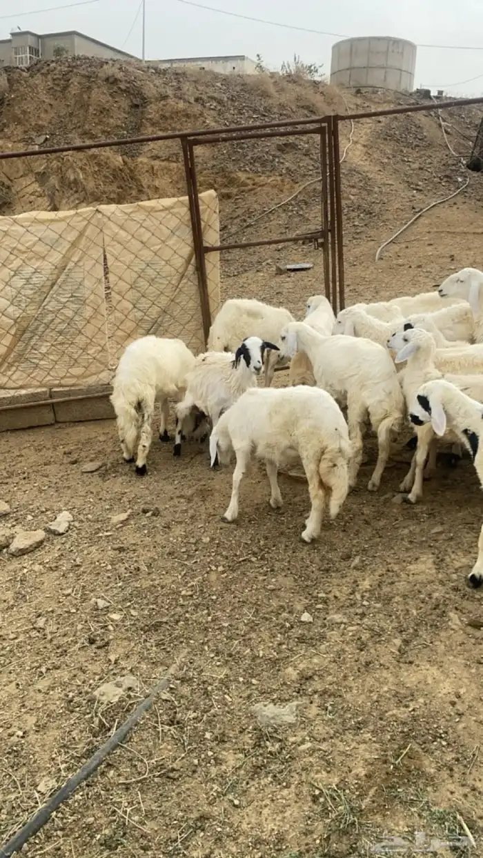 رخال حريات وطليان 2