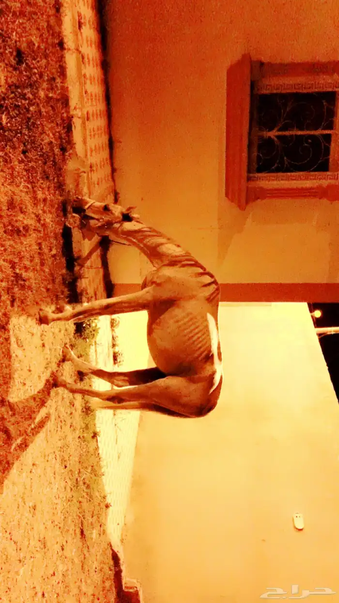 خيل 1