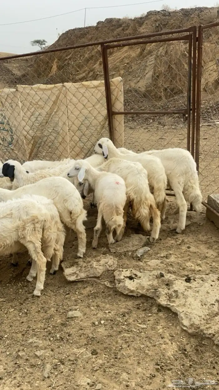 رخال حريات وطليان 0
