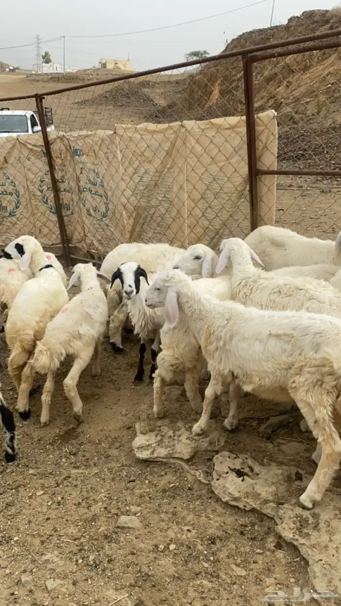رخال حريات وطليان 1
