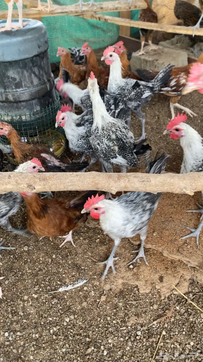 ديوك شبابي وتركي العمر 5 ونص 2
