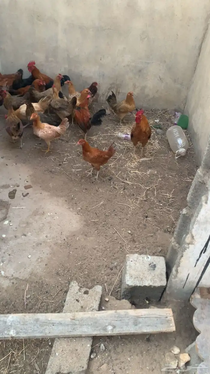دجاج للبيع 3