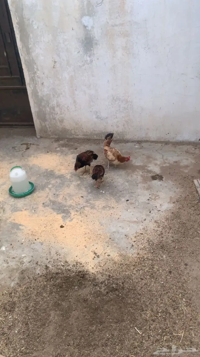 دجاج للبيع 4