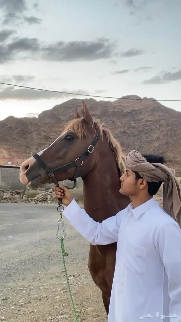 حصان شعبي 3